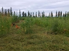 農(nóng)場(chǎng)展示